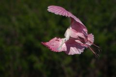 Roseate Spoonbill