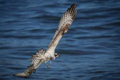 Osprey with Prey