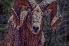 Big Horn Sheep
