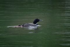Common Loon and Babies