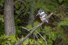 Female Belted Kingfisher