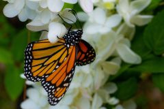 Monarch Butterfly