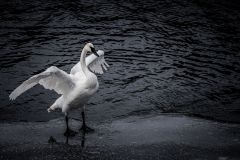 Trumpeter Swan