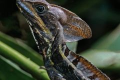 Common Basilisk Lizard