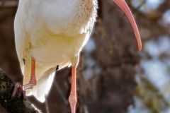 White Ibis