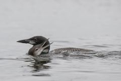 Juvenile Loon Bonds with Parent