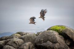 Sea Eagles Near Trollfjord