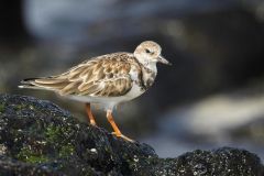 Ruddy Turnstone