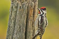Yellow Bellied Sapsucker