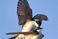 Swallows Okaying