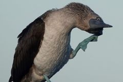 Blue Footed Booby Arching