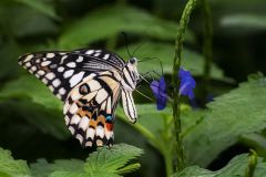 Lime Swallowtail Butterfly