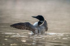 Common Loon