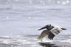 Brown Pelican