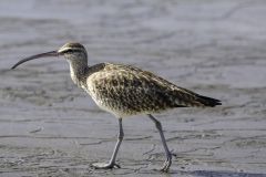 Whimbrel 6586