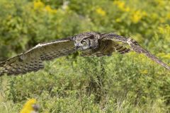 Great Horned Owl