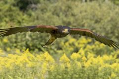 Harris Hawk
