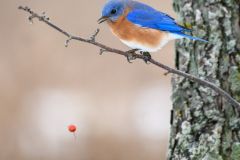 Berry Drop