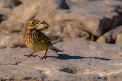 American Pipit with Grasshopper
