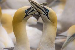 Gannets of Bonaventure Island