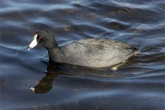American Coot