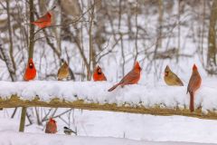 Cardinals in the Snow