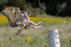 Grey Horned Owl