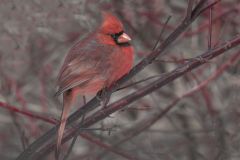 Cardinal Male Crimson Beauty