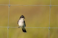 Eastern Kingbird