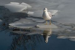 Reflection