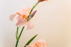 Peach Irises