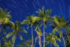 Caribbean Nights