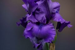 Iris 3