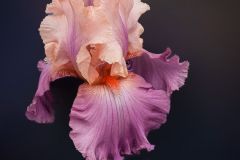 Iris 9