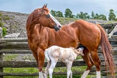 Mother's Milk