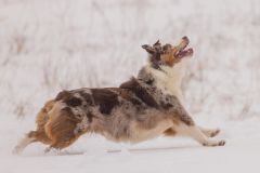 Dog Looking Up