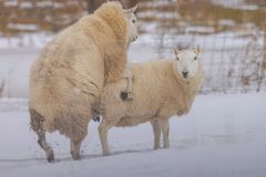Texel Sheep