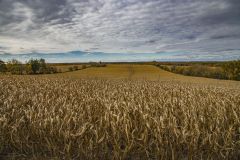 Farm Scape