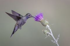 thumbs_202223ACC-NZ-136-M-Blue_Throated_Mountain_Gem