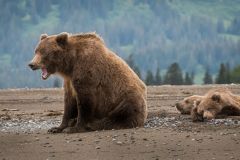 thumbs_202223ACC-NZ-185-M-Grizzy_Bear_Mom_and_Cubs