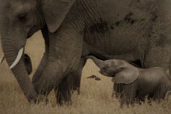 thumbs_202223ACC-NZ-426-S-birds_eye_view_under_the_elephants