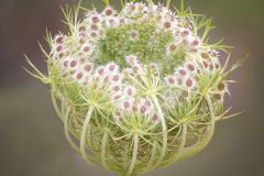 Queen Anne's Lace