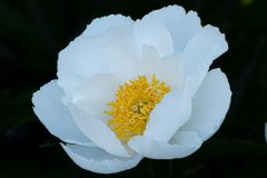 Peony