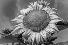 Sunflower a Study in Black and White