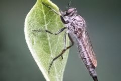 Robber Fly