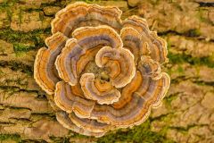 Turkey Tail