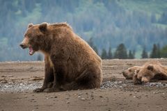 Grizzly Bear Mom & Cubs