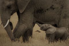 Birds Eye View Under the Elephants