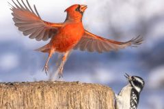 Cardinal About to Fly