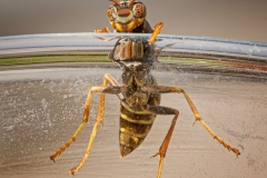 Wasp Scaling Outside of Dirty Beverage Glass
